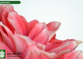 hippeastrum Double Dream (3)